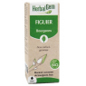Herbalgem Gemmobase Figuier bio Flacon compte gouttes 30ml Herbalgem Gemmobase