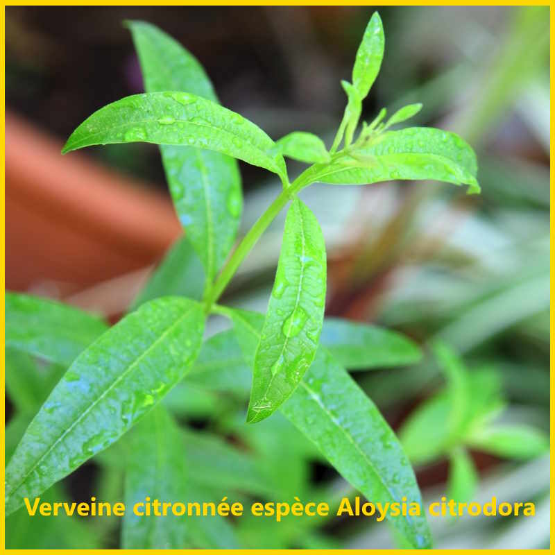 la verveine odorante s'appelle aussi verveine citronnée ou verveine citronnelle